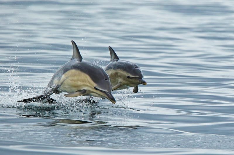 Dolphin sightseeing, Mida Creek, Watamu (BBQ)