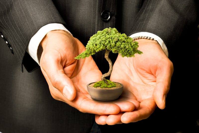 Leadership Lesson from the Bonsai by Mark Conner The Pathfinder