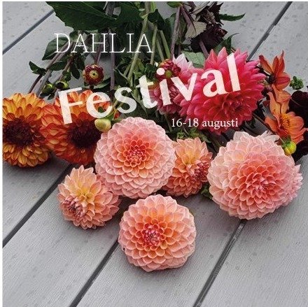 Dahlia Festival - en blomstrande helg
