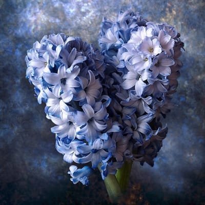 affirmation-Blue Azure Hyacinth image