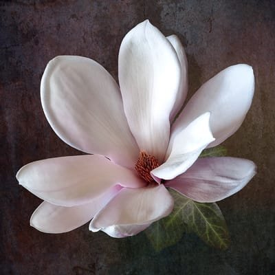 affirmation- sarah lawrence magnolia image