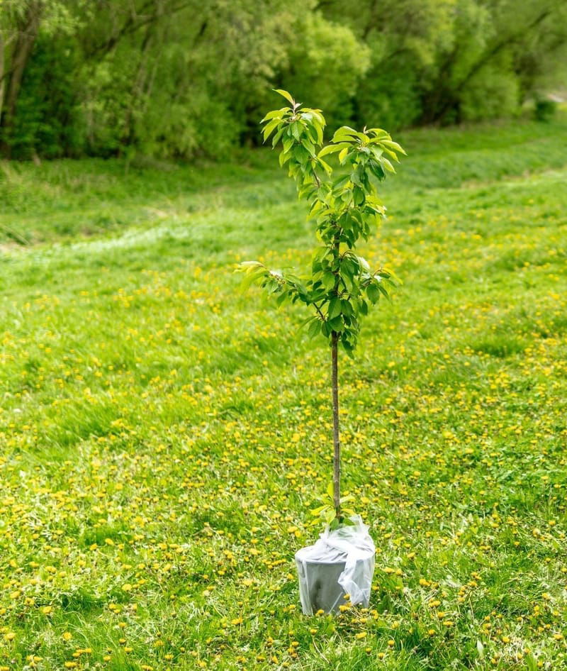 Memorial Tree Grove