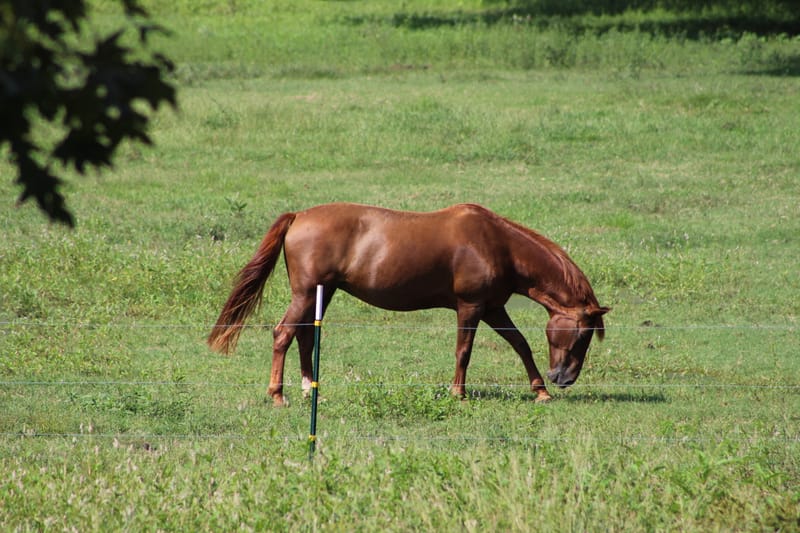 Full-time Board - Scenic City Equestrian Center | Call: 706-944-3372