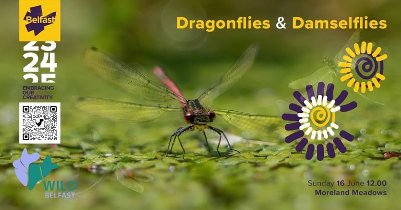 Dragonflies and Damsels