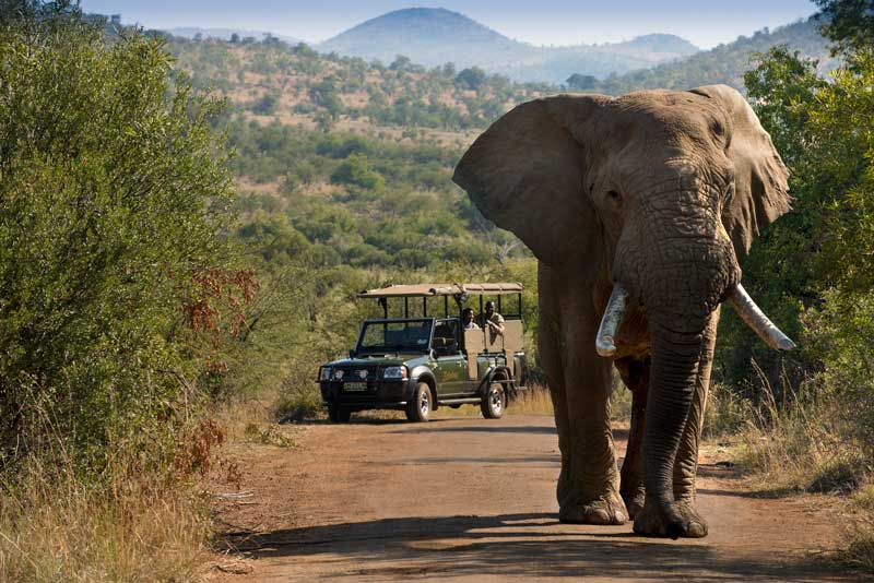 PILANESBERG GAME DRIVES