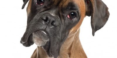Best Dog Food for Boxers image