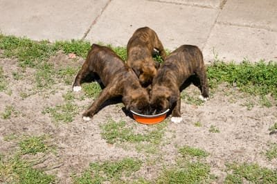 Finding the Best Dog Food for Boxers image