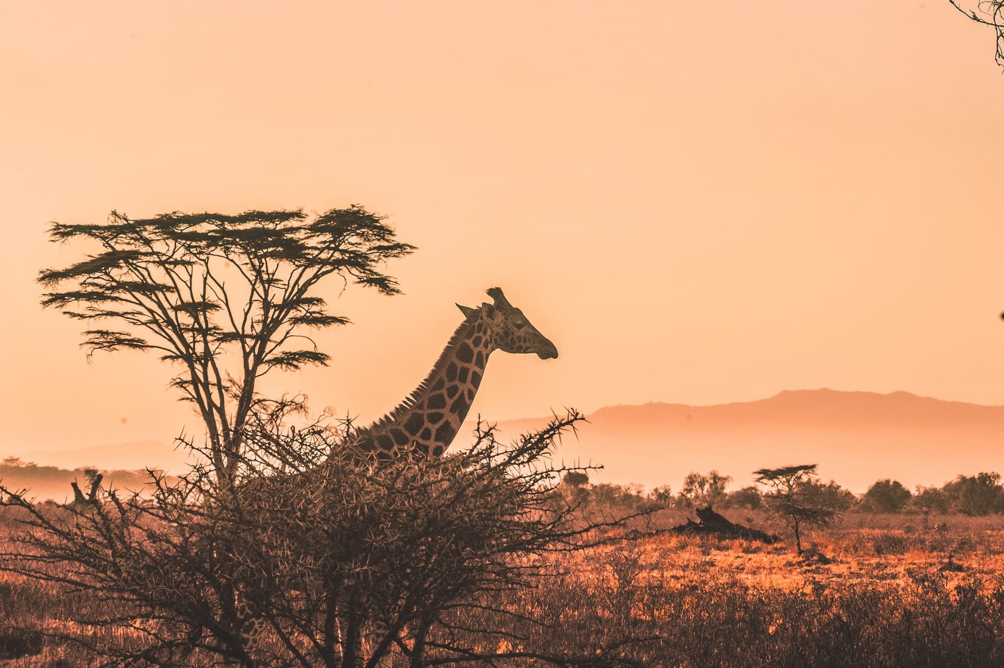 Uganda & Kenya premium safari