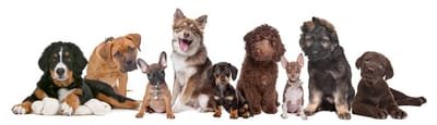 Puppy Training - What's the Best Dog Training Approaches? image