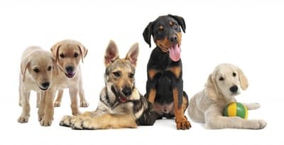What Are The Benefits to Hiring Professional Dog Trainers? image