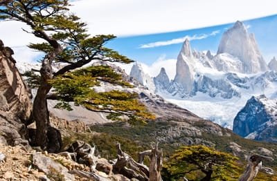 About S. Patagonia image