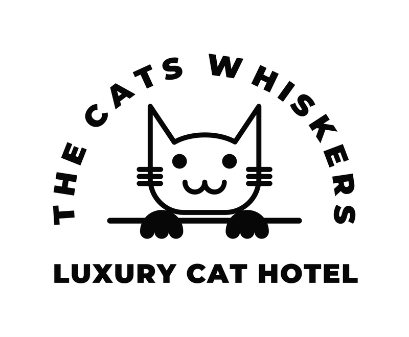 luxury-cat-boarding-and-cat-hotel