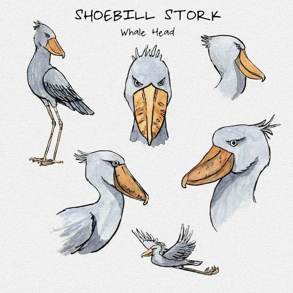 Shoebill Stork