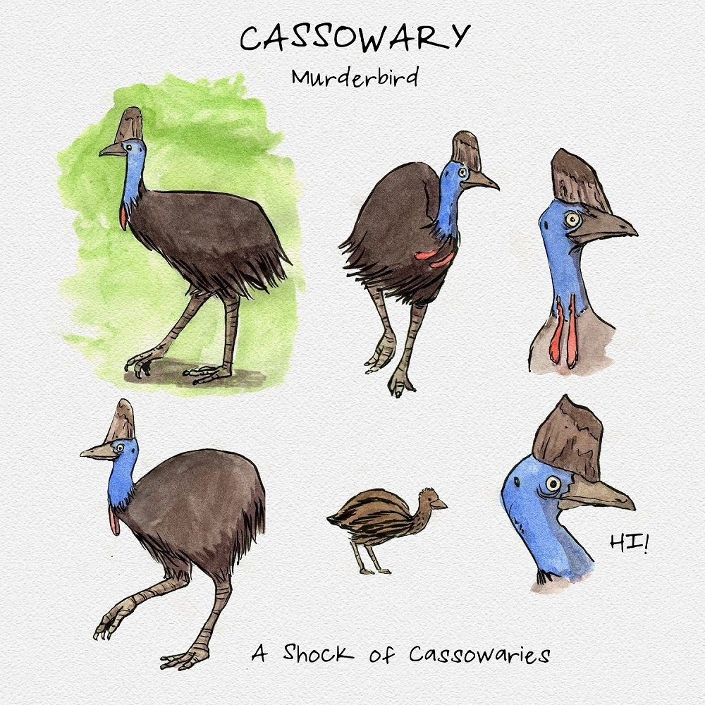 Cassowary