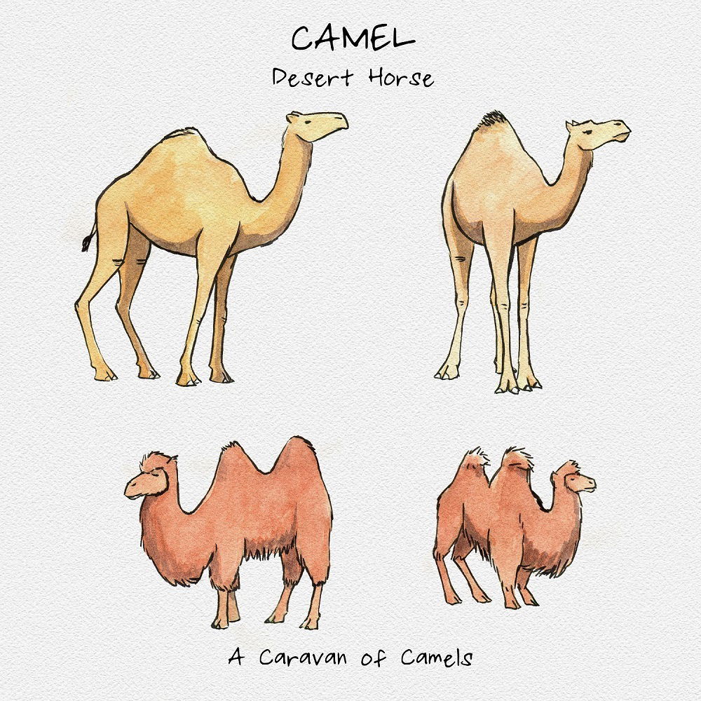 Watercolor illustration of a Camel
