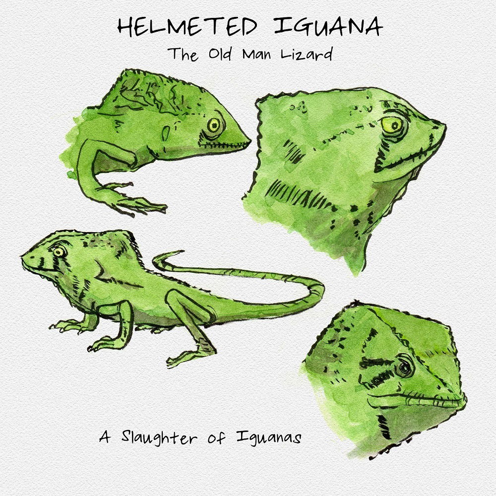 Helmeted Iguana