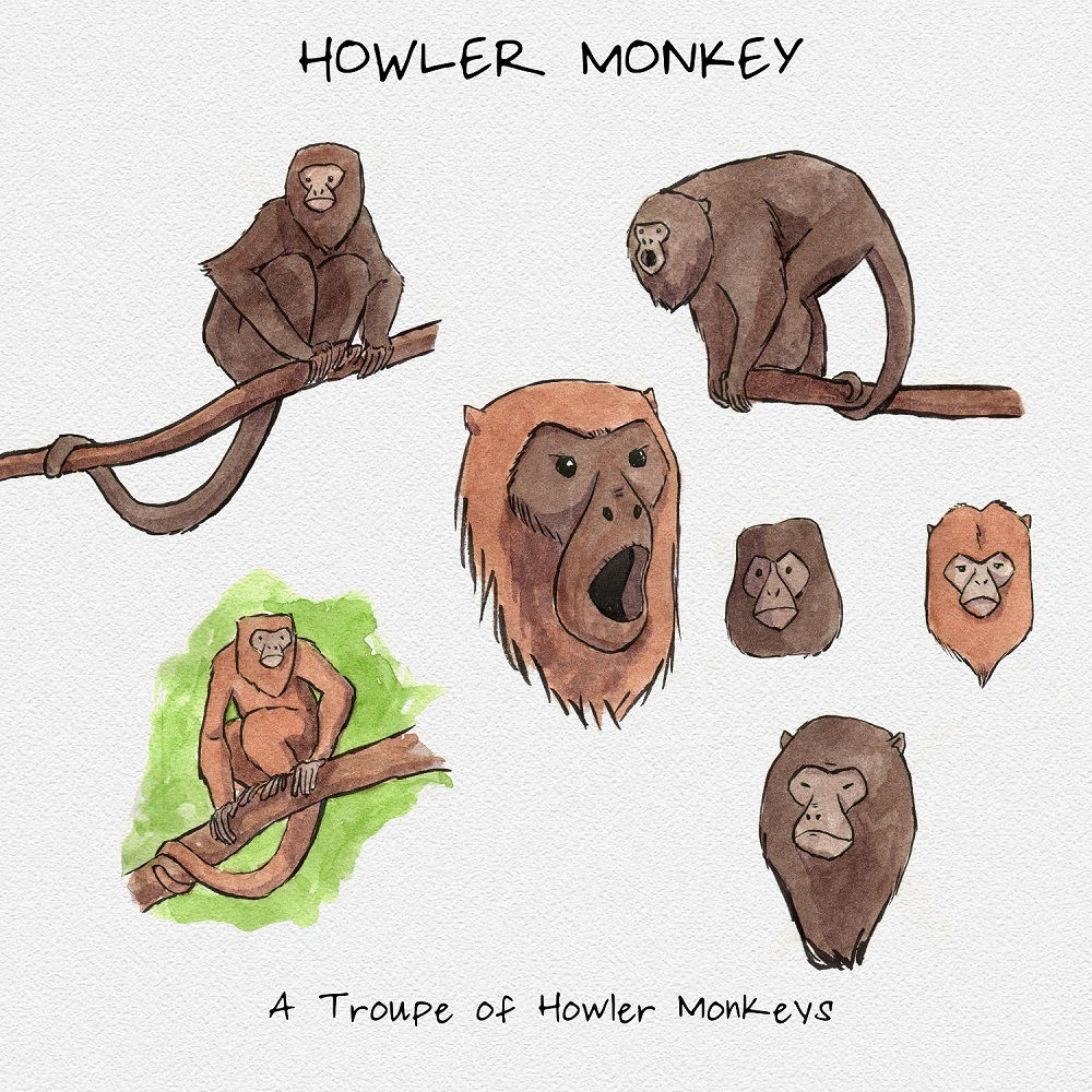 Howler monkey