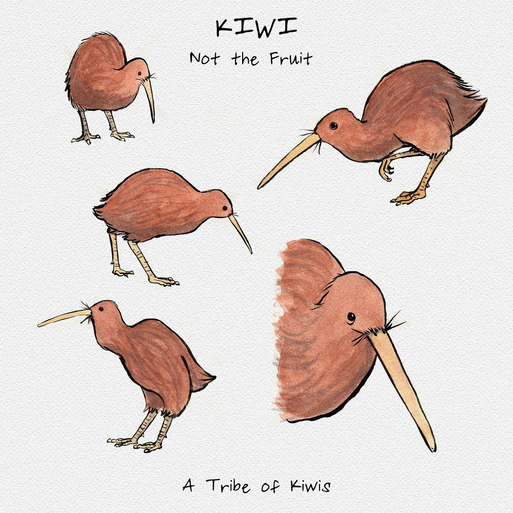 Kiwi