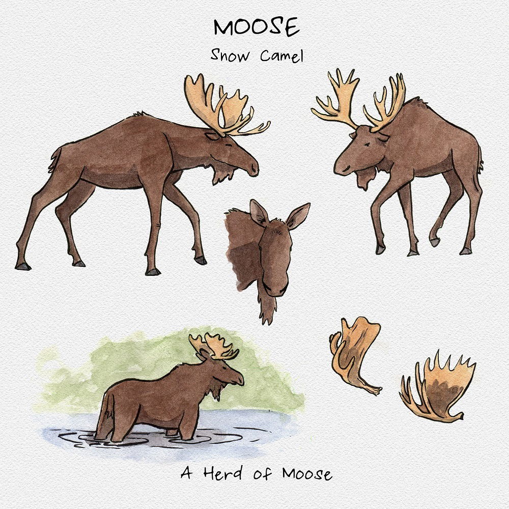 Moose