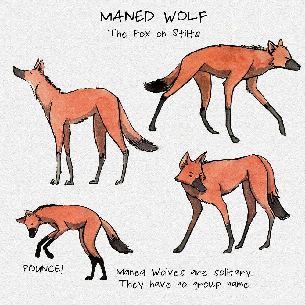 Maned Wolf
