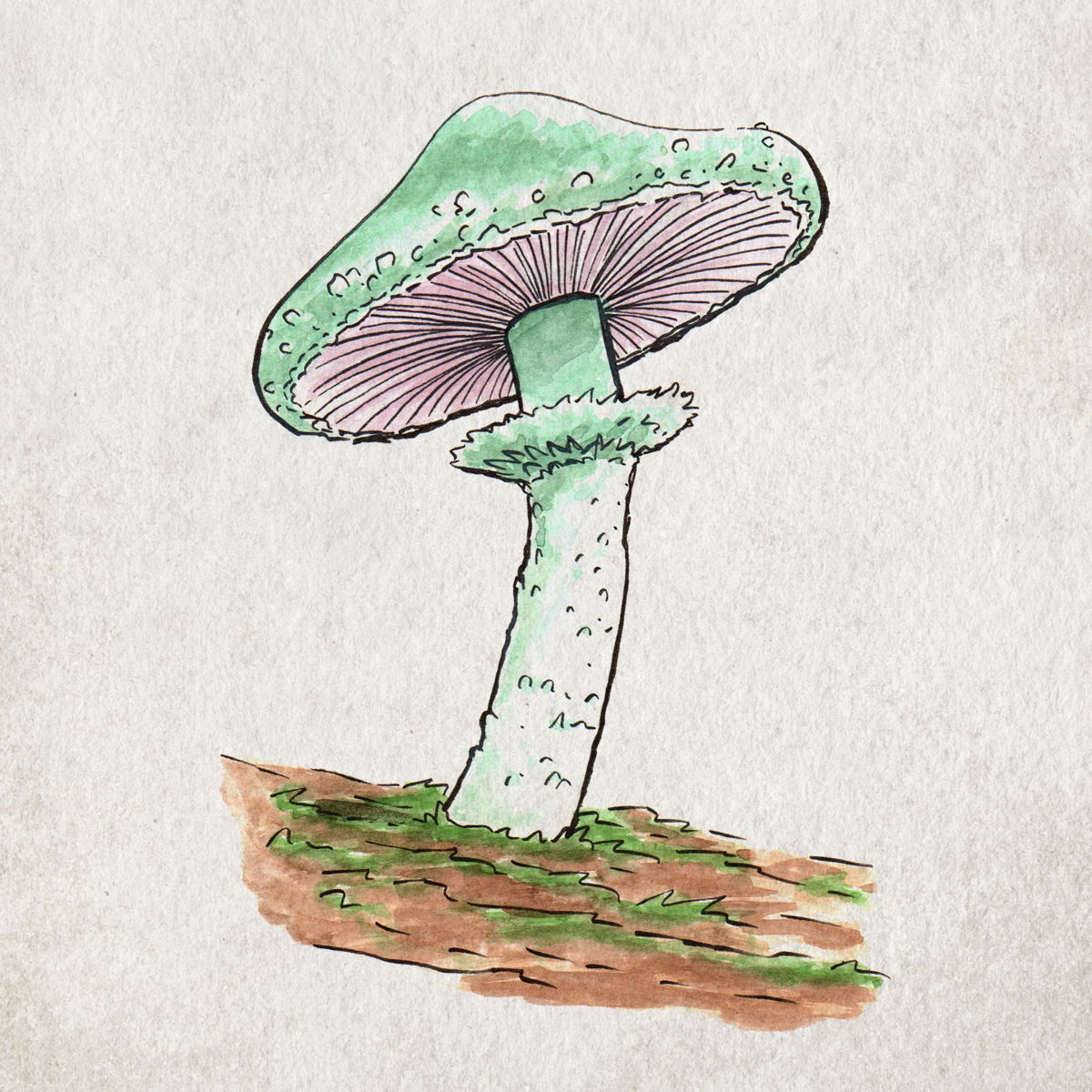 Verdigris Agaric