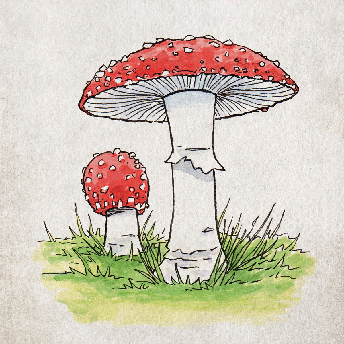 Fly Agaric