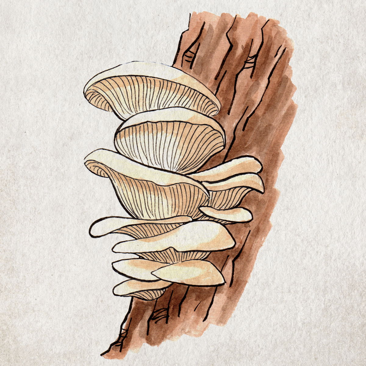 Oyster Mushroom