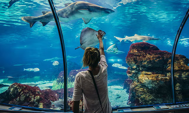 L'Aquarium de Barcelone est une attraction marine