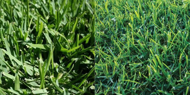 Navigating the Nuances: Buffalo Grass vs. Kikuyu Grass