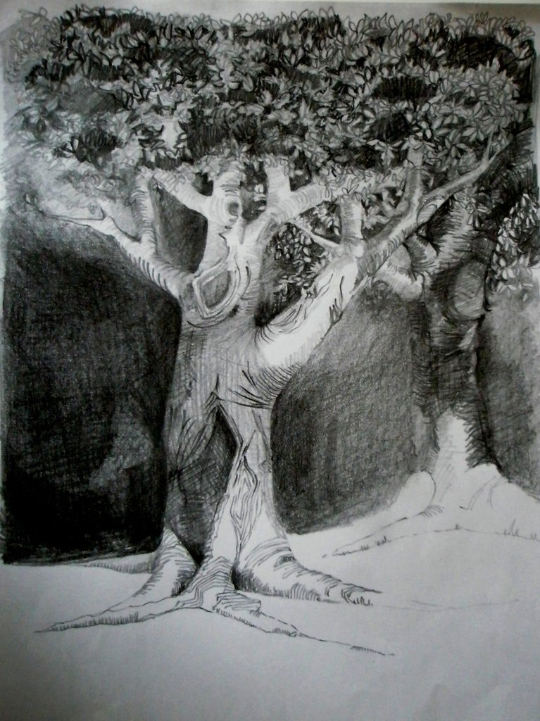 Study of Tree, Pencil on Paper 297 x 210mms
