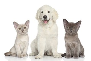 Pet Products That Are Helpful To Your Pet image