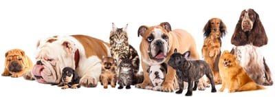 Choosing Pet Products for Your Most-Loved Pets image