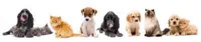 Aspects About Pet Products That An Individual Needs To Understand. image