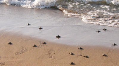 شاطئ السلاحف Alagadi Turtle Beach قبرص التركية Girne