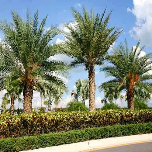 Ensuring Quality and Reliability from a Palm Tree Supplier in Saudi Arabia - Green Wavs