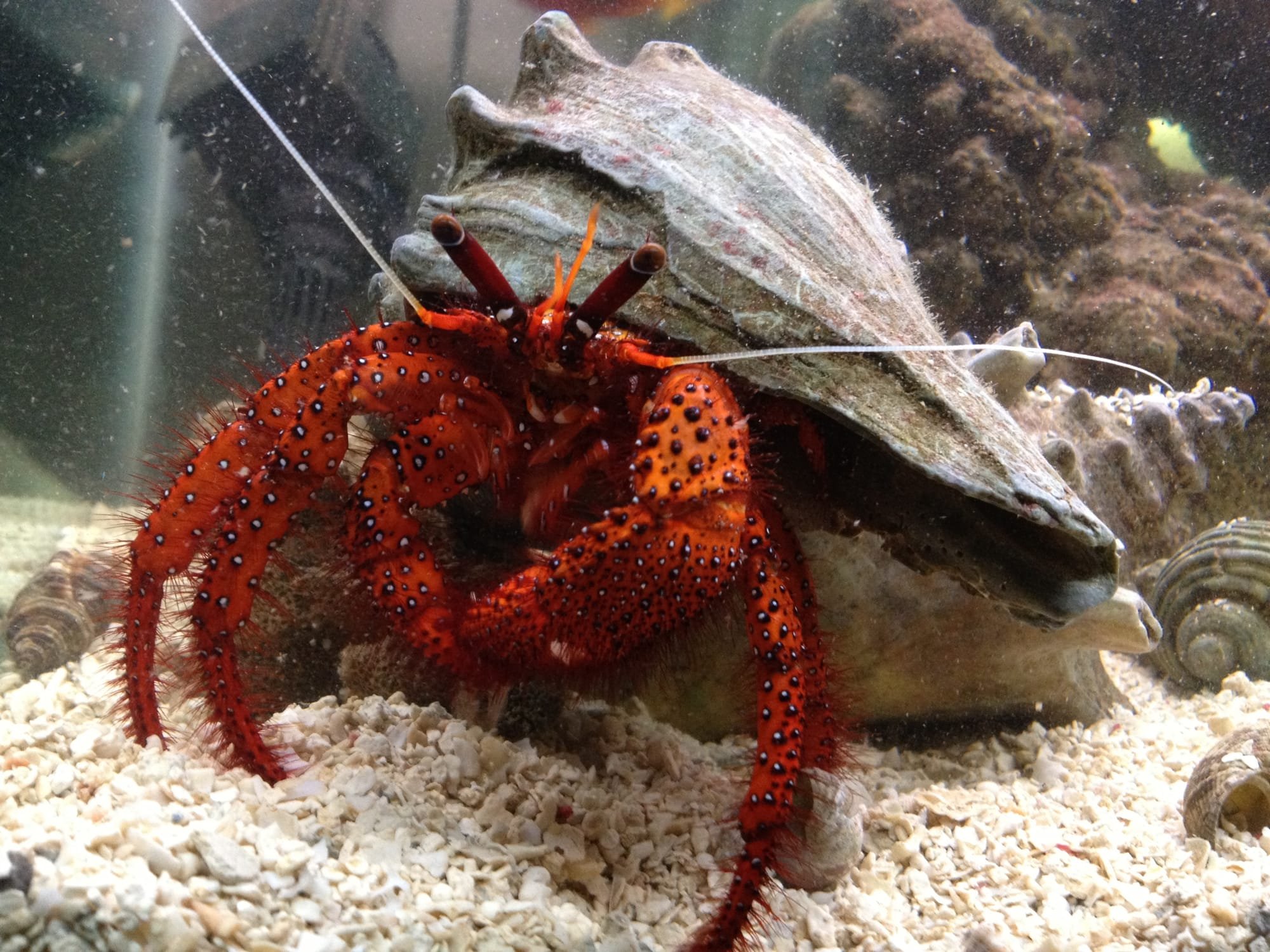 Red Hermit Crab.