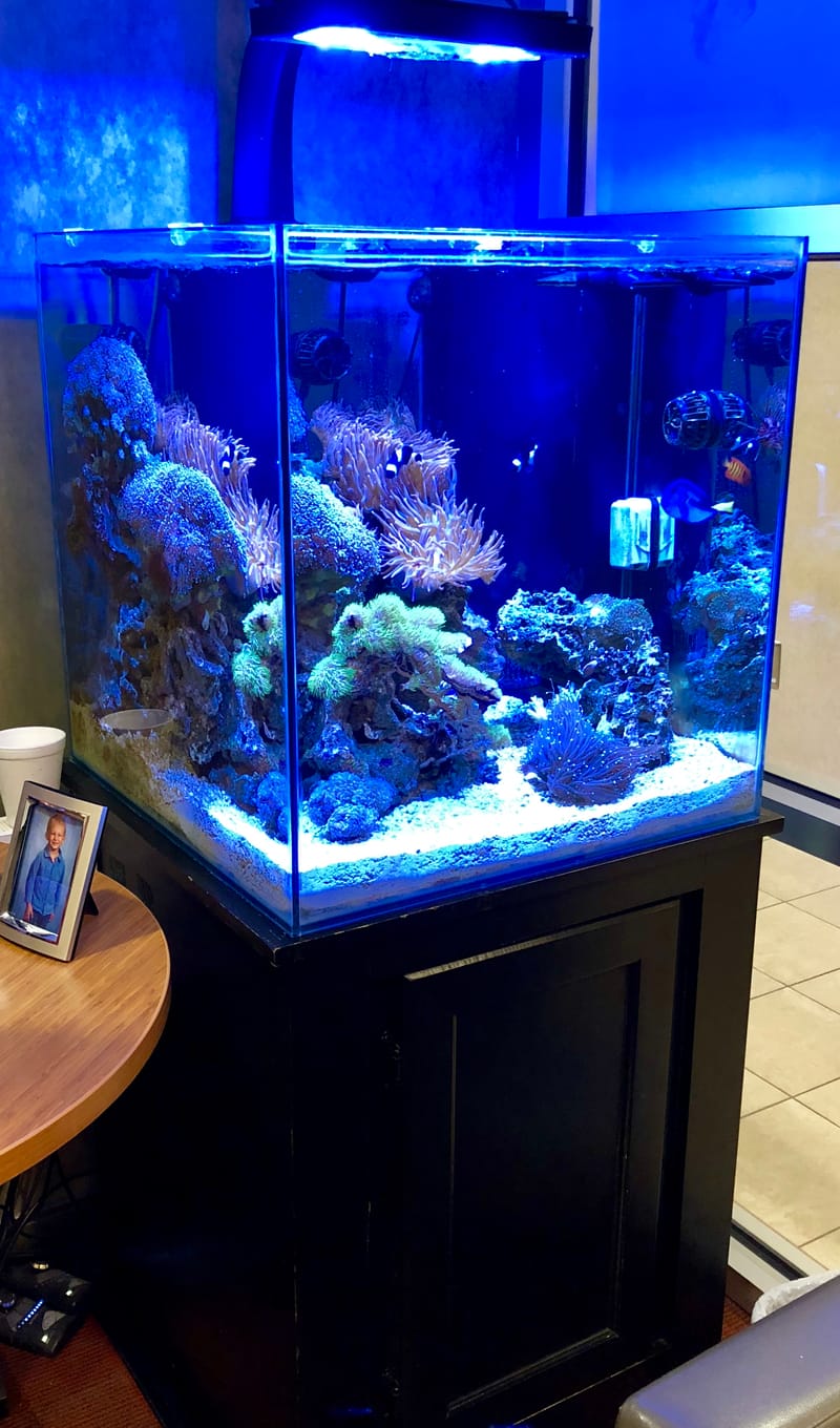 60 Gallon Cube Aquarium Clark s Aquarium Service 60-gallon-cube-aquarium-clark-s-aquarium-service