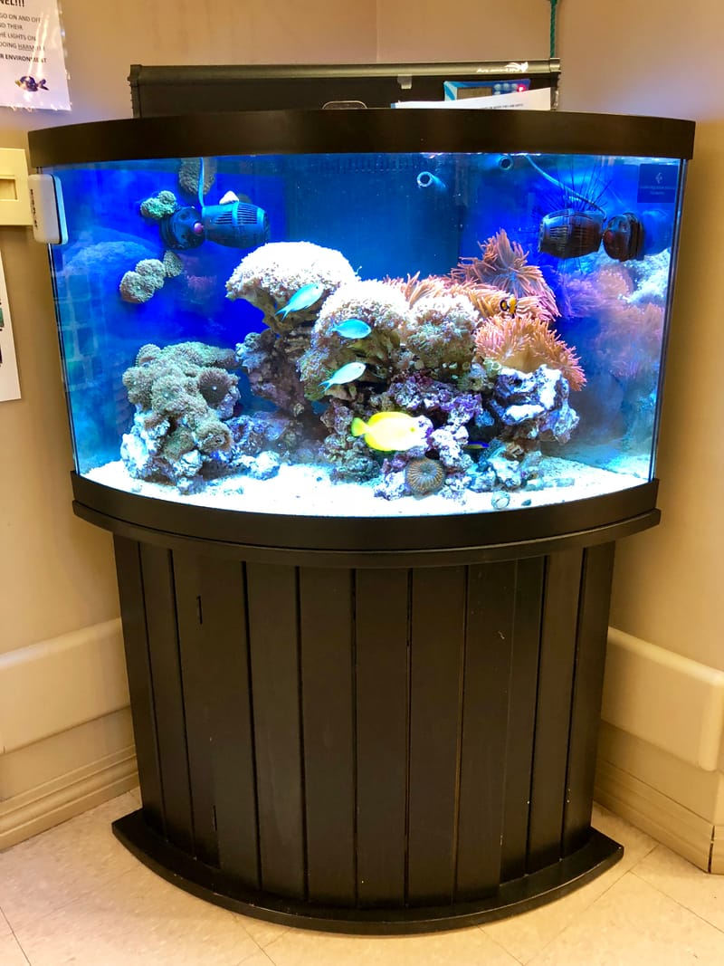 Saltwater fish store, saltwater aquarium maintenance - Saltwater Obsessions  - Portland, Oregon