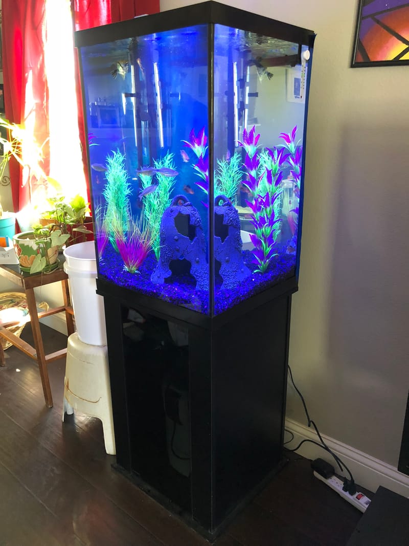 47 Gallon Column Aquarium Clark's Aquarium Service