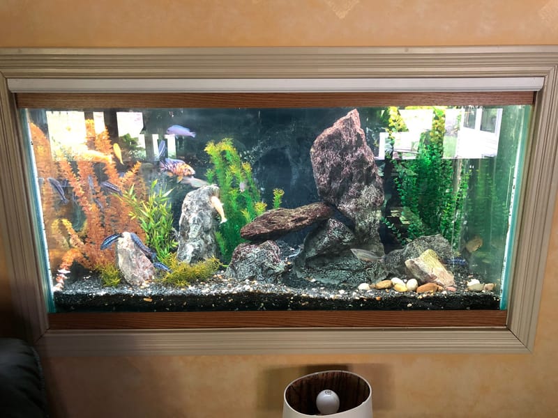 90 Gallon Aquarium Clark's Aquarium Service