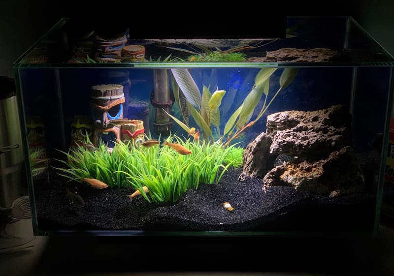 5 Gallon Aquarium - Clark's Aquarium Service