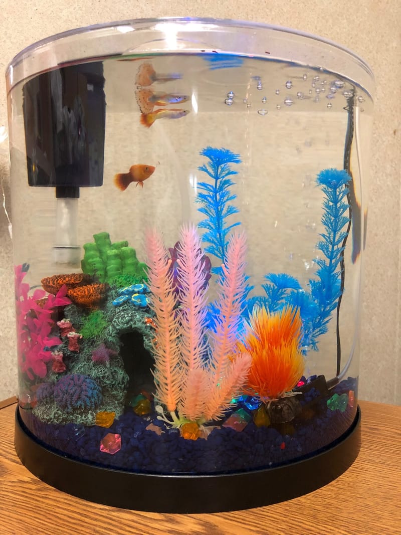 2 liter aquarium