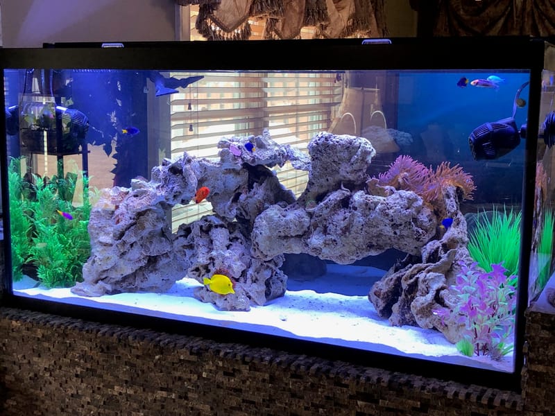 90 Gallon Aquarium Clark's Aquarium Service