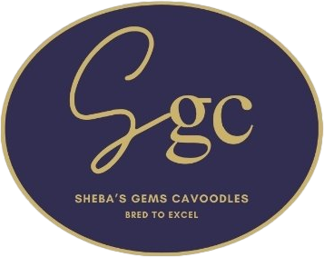 Sheba's Gems cavoodles