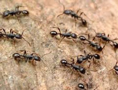 مكافحة النمل الاسود
