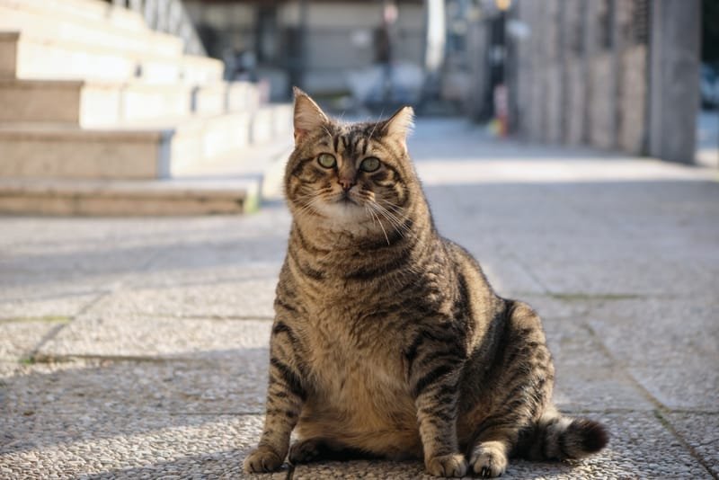 Katze: Wege aus dem Übergewicht