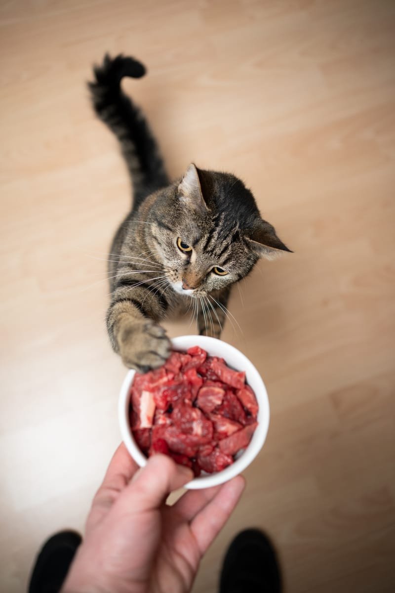 Artgerechte Katzenfütterung - was und wie es die Katze wirklich  mag