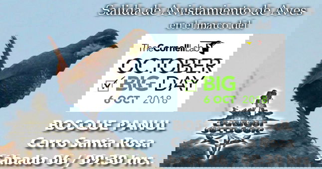 Salida de Avistamiento de Aves - Global Big Day - Bosque Panul