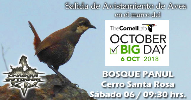 Salida de Avistamiento de Aves - Global Big Day - Bosque Panul