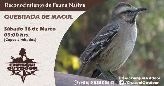 Salida de reconocimiento de Fauna Nativa - Quebrada de Macul